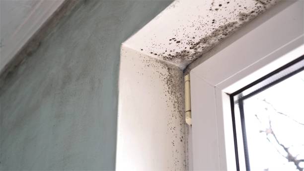 Best Emergency Mold Removal  in Asbury Lake, FL