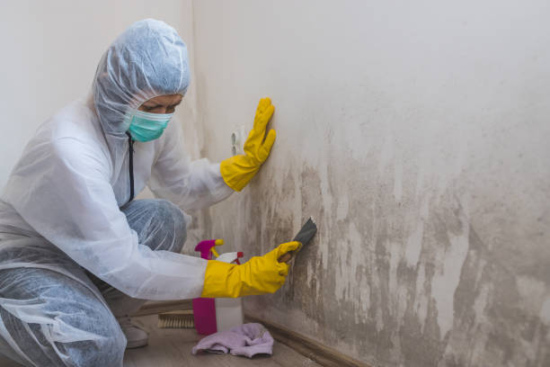 Asbury Lake, FL Mold Removal Company