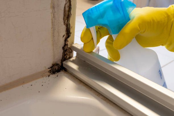 Mold Testing and Removal in Asbury Lake, FL