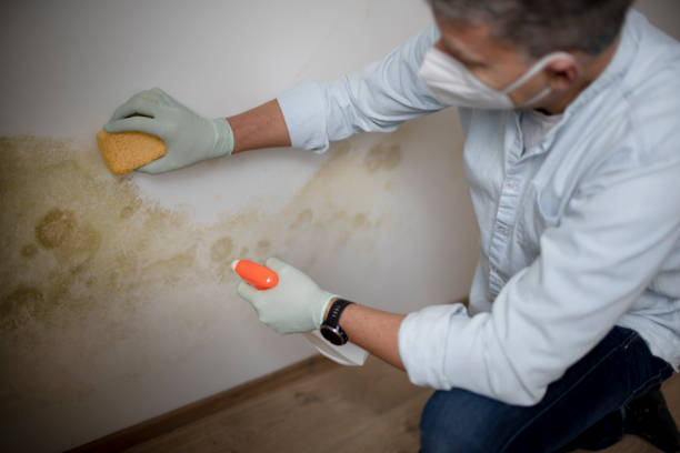 Best Attic Mold Removal  in Asbury Lake, FL