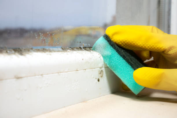 Best Attic Mold Removal  in Asbury Lake, FL