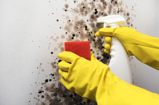 Best Black Mold Removal  in Asbury Lake, FL