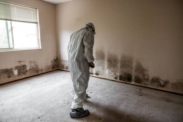 Best Residential Mold Removal  in Asbury Lake, FL